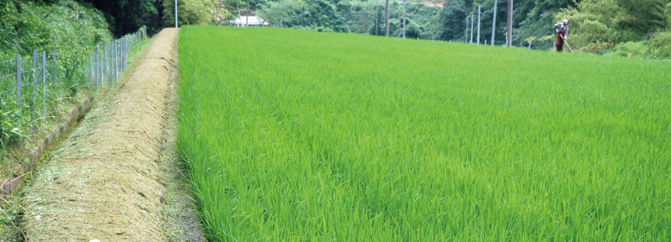 夏の萩市佐々並、田んぼ